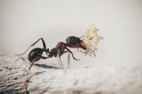 ants-5061910_1920